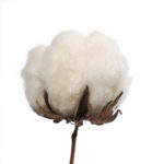 coton1 coton1